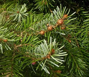 Picea omorika (Servische spar)